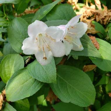 Weigela