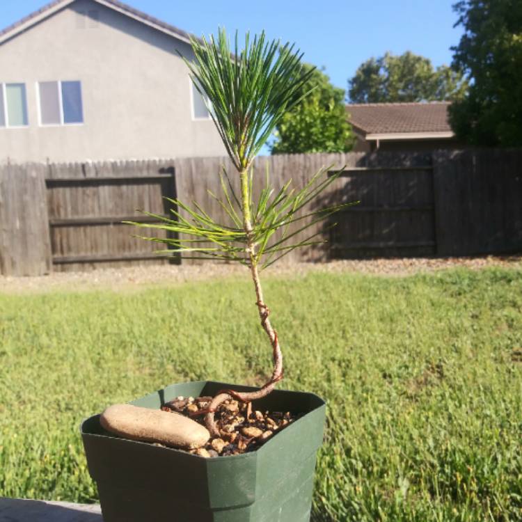 Plant image Pinus Thunbergil