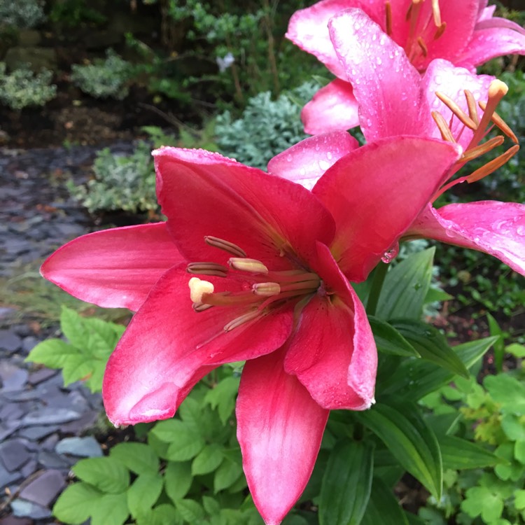 Plant image Lilium 'Fujian'