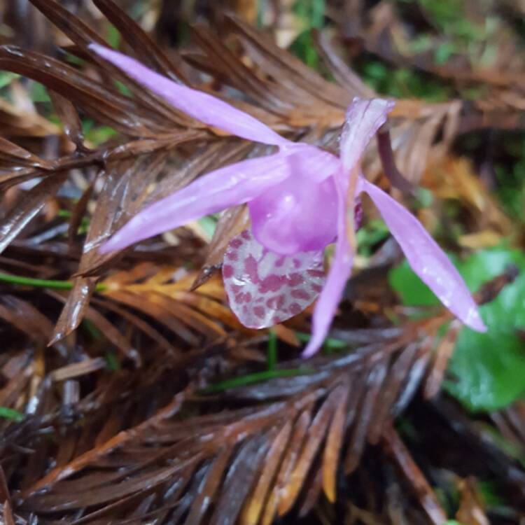 Plant image Calypso Bulbosa syn. Cytherea bulbosa