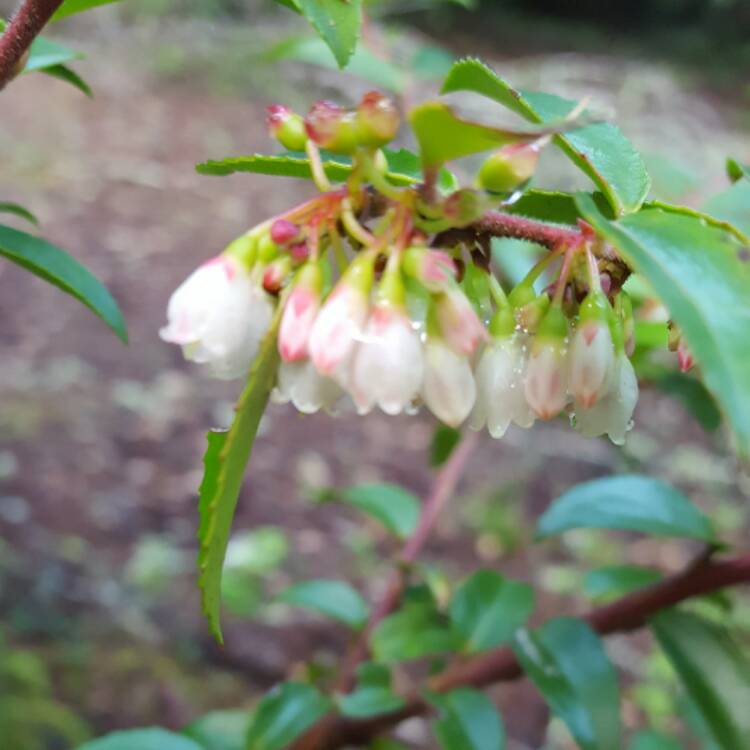 Plant image Vaccinium membranaceum syn. Vaccinium myrtilloides