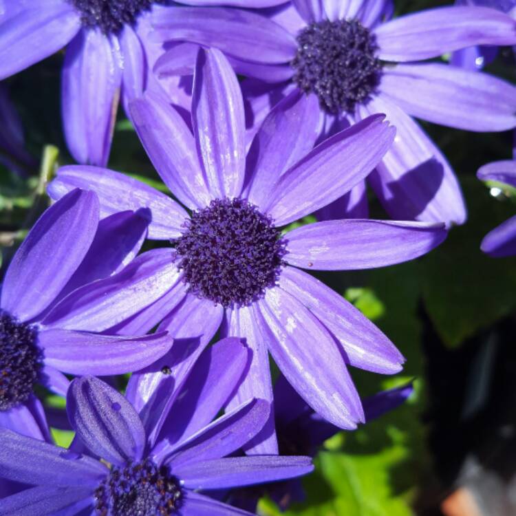 Plant image Pericallis x hybrida 'Starships'