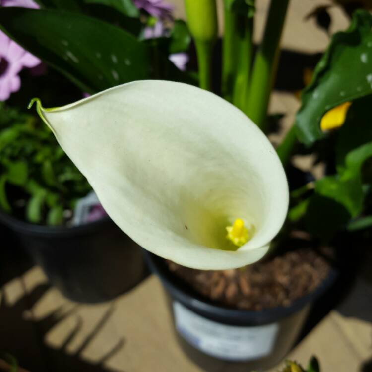 Plant image Zantedeschia albomaculata