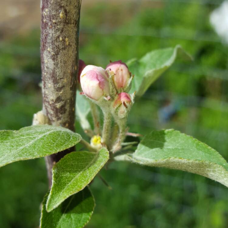 Plant image Malus domestica 'Fuji'