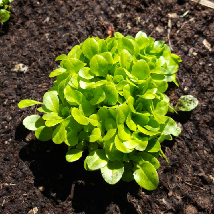 Plant image Lactuca Sativa 'Buttercrunch'