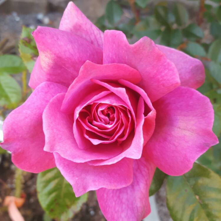 Plant image Rosa 'Indigo'