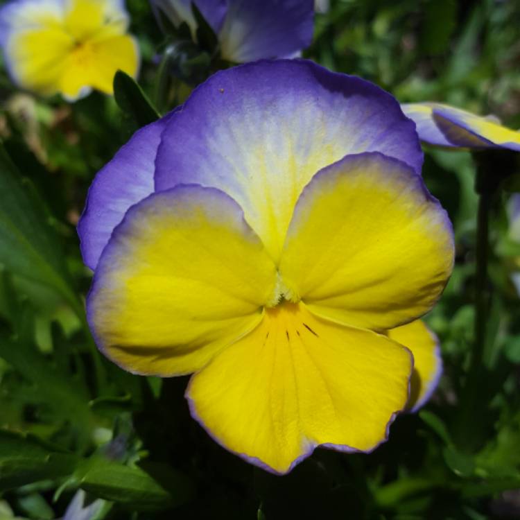 Plant image Viola Cornuta 'Halo Lemon Frost'