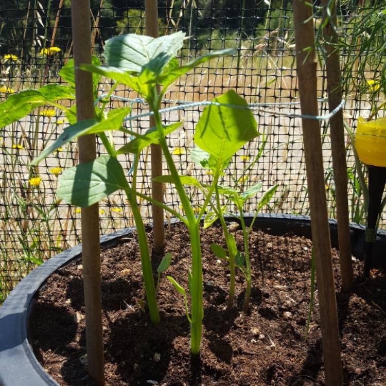 Plant image Physalis philadelphica 'Verde'