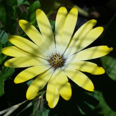 Osteospermum ecklonis 'Serenity Pink Magic'