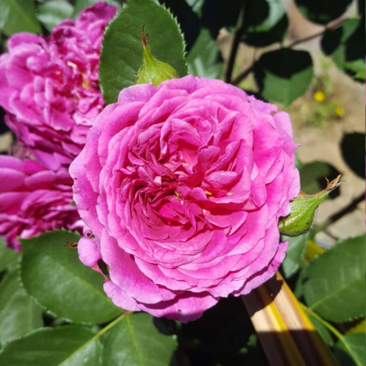 Plant image Rosa 'Ebb Tide'