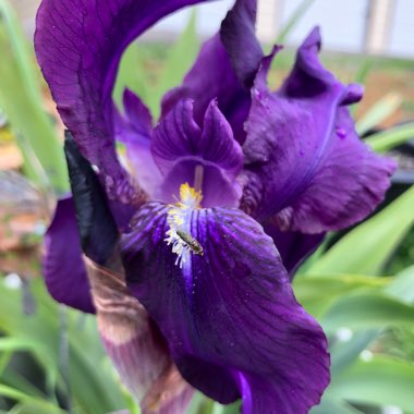 Iris x germanica 'Black Dragon'