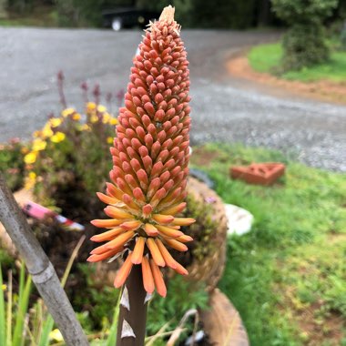 Kniphofia 'Alcazar'