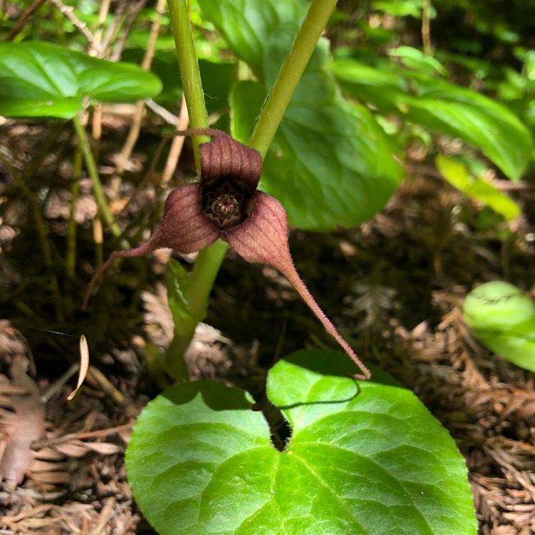 Plant image Asarum caudatum