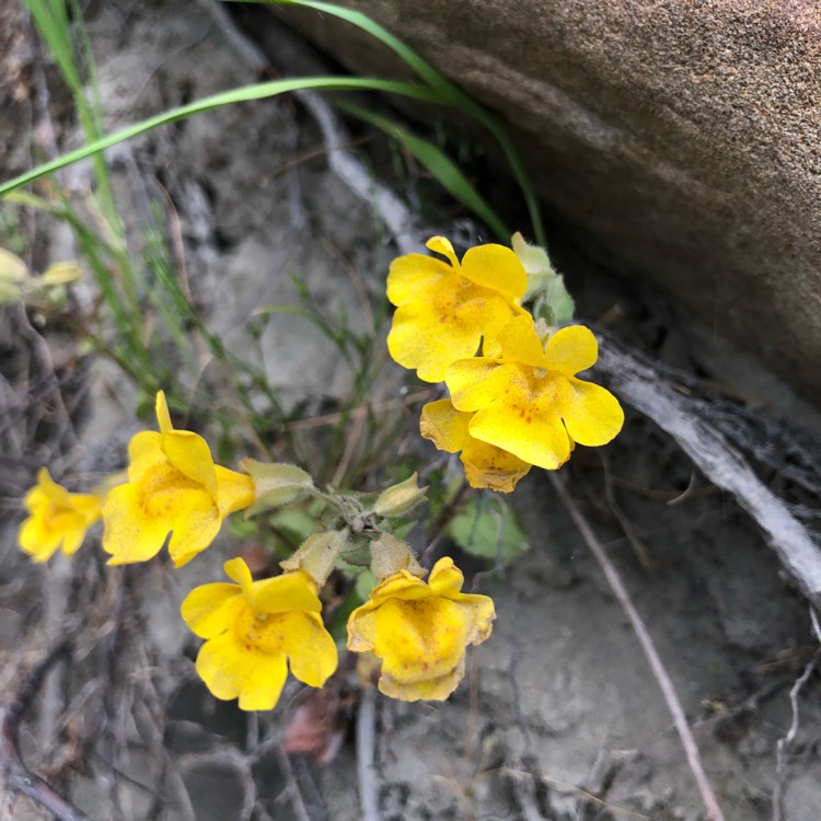 Plant image Mimulus Guttatus