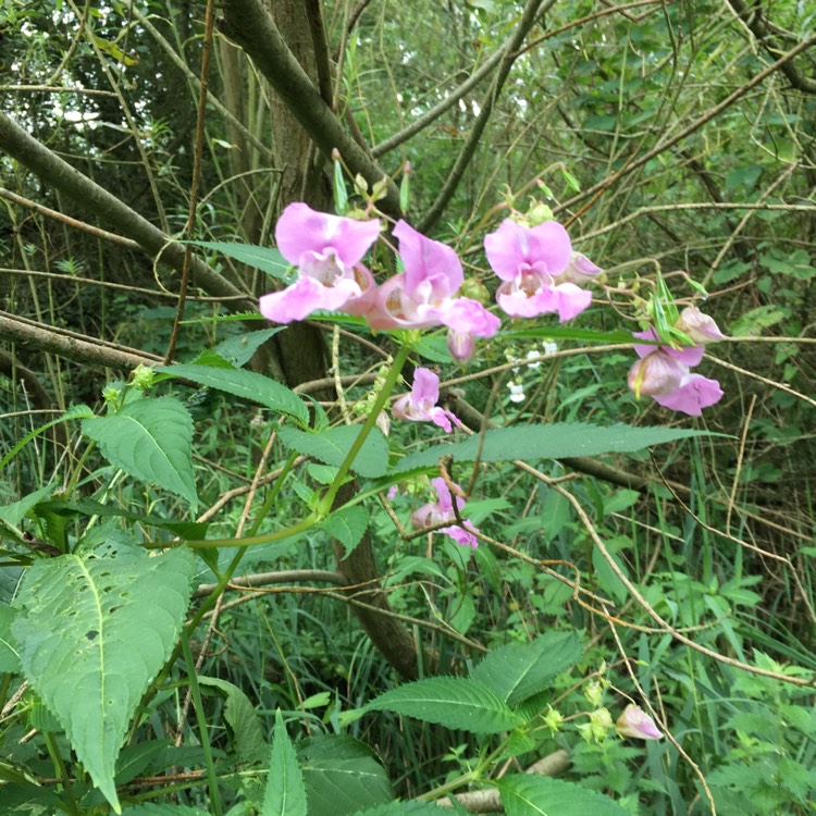 Plant image Impatiens glandulifera