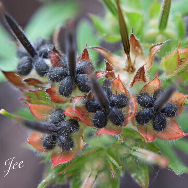 Plant image Geranium carolinianum