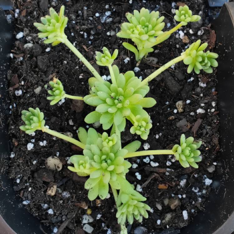 Plant image Sedum hirsutum subsp. baeticum