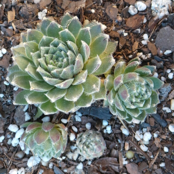 plant image 1096154