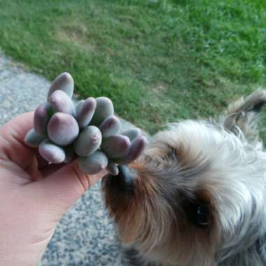 Pachyphytum glutinicaule