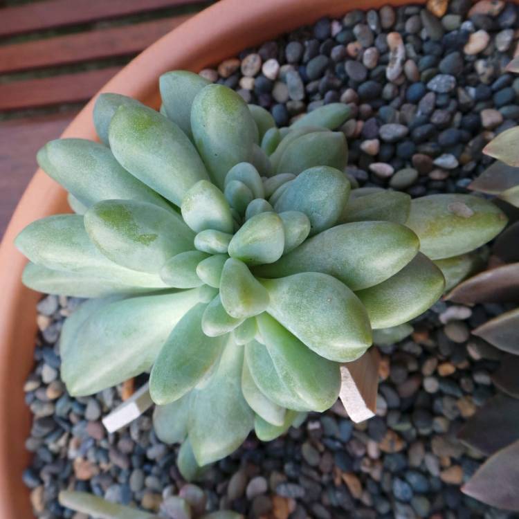 Plant image x Pachyveria Elaine Cristata