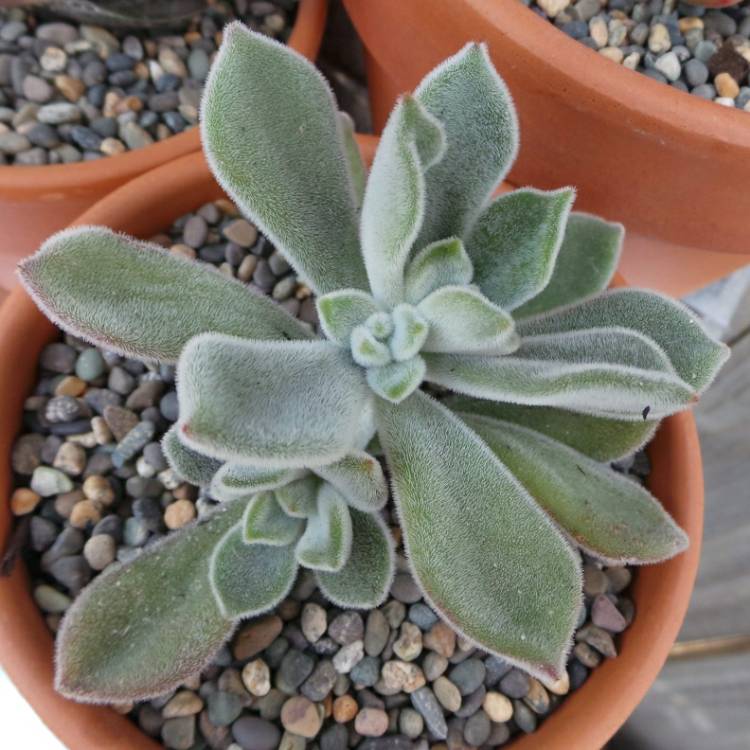 Plant image Echeveria Leucotricha