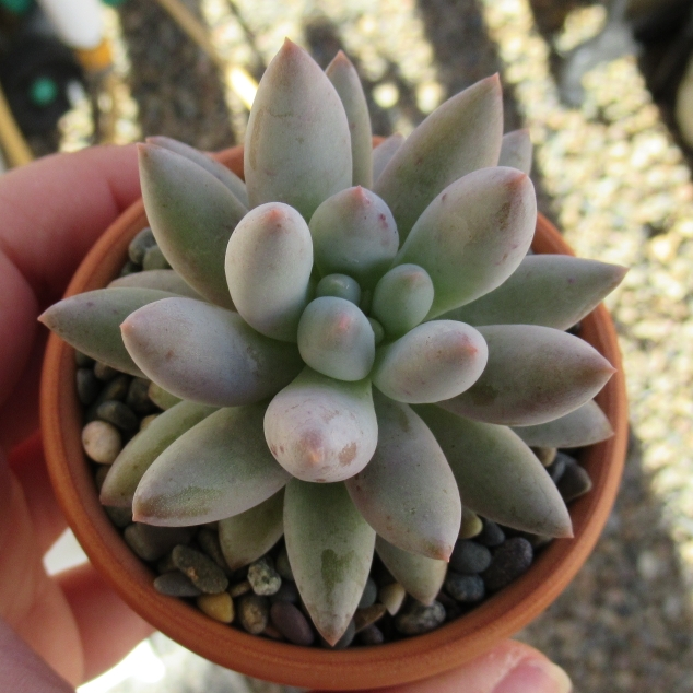 Plant image Pachyveria Snow Finger