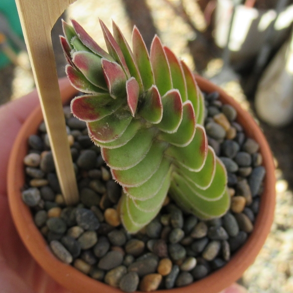 Plant image Crassula Ciliata