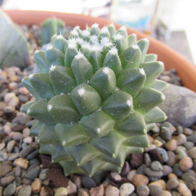 Plant image Mammillaria polythele 'Toluca' syn. Mammillaria vagaspina var. toluca