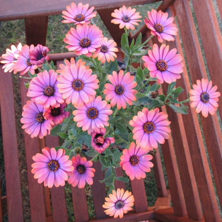 Plant image Osteospermum ecklonis 'Astra Purple Sunset'