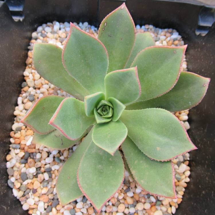 plant image 1143703