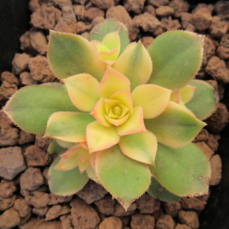 Plant image Aeonium Domesticum Variegata