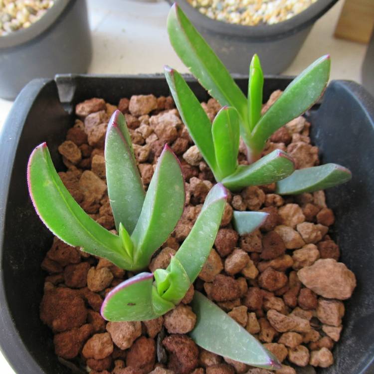 Plant image Mesembryanthemum