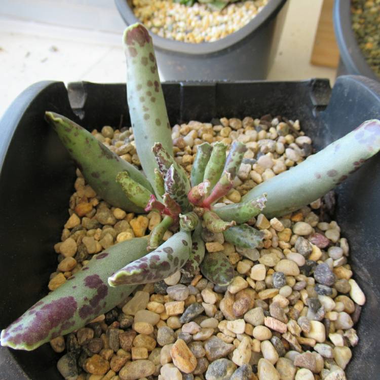 Plant image Adromischus Festivus