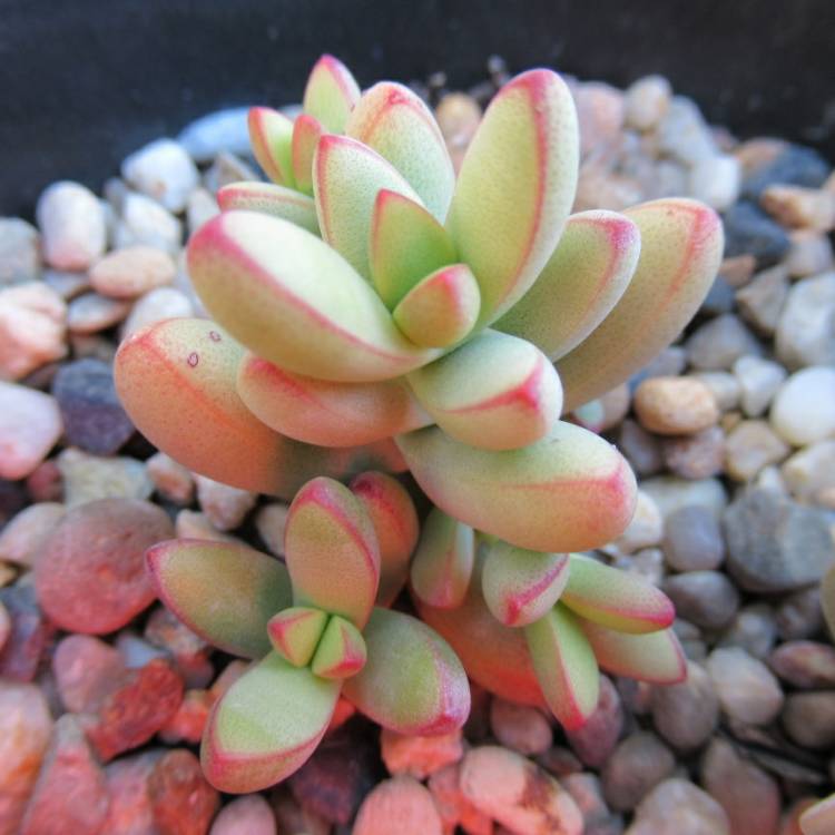 Plant image Crassula nudicaulis var. 'Herrei'