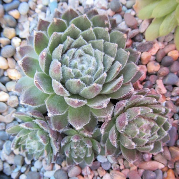 Plant image Sempervivum Pacific Feather Power