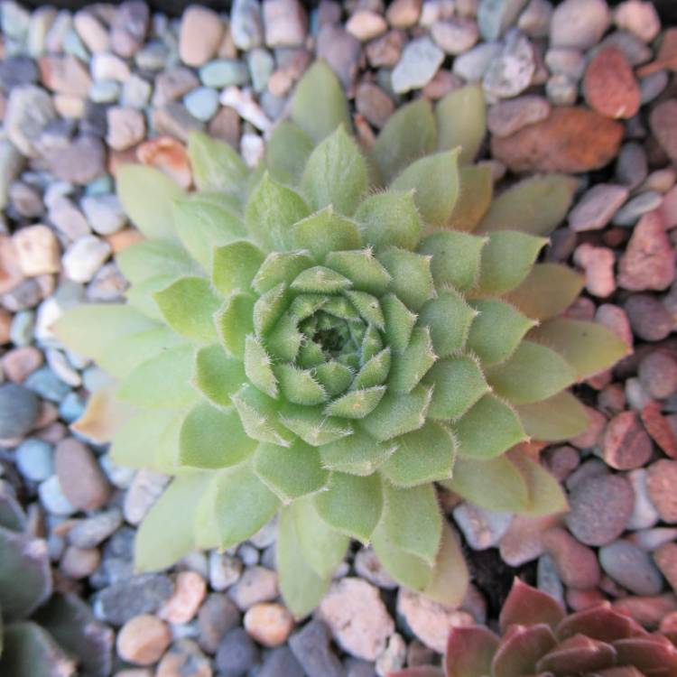 Plant image Sempervivum Pekinese