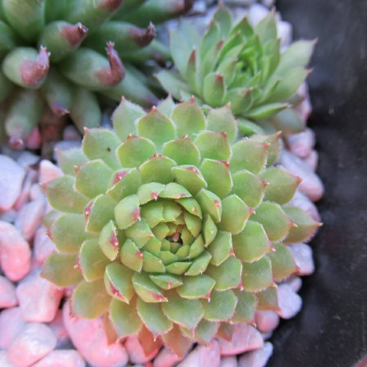 Plant image Sempervivum Octopodes v. Apetalum