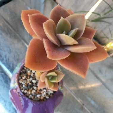 xGraptoveria Titubans