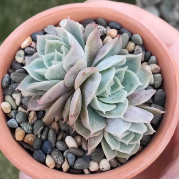 Plant image Echeveria Onslow