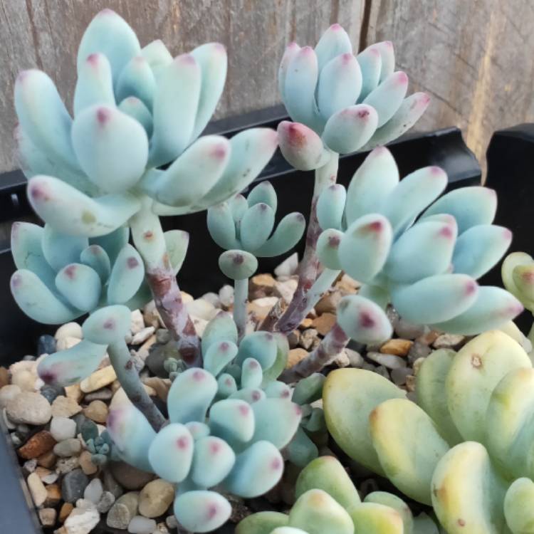 Plant image Sedum Commixtum