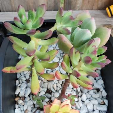 Echeveria 'Sedoides'