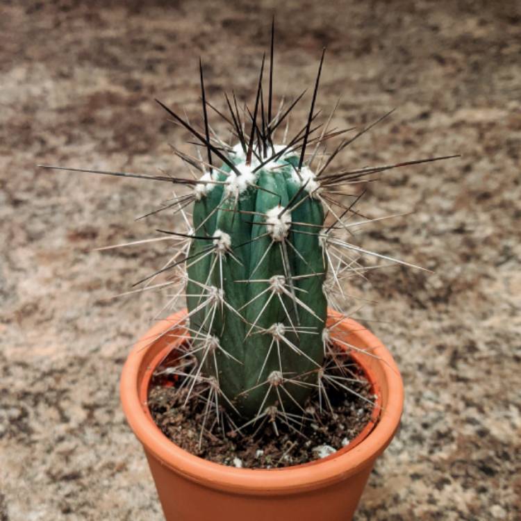 Plant image Cereus fernambucensis 'Lem'