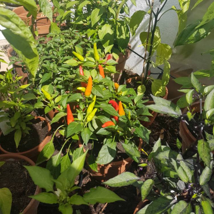 Plant image Capsicum Annuum 'Super Chilli' F1