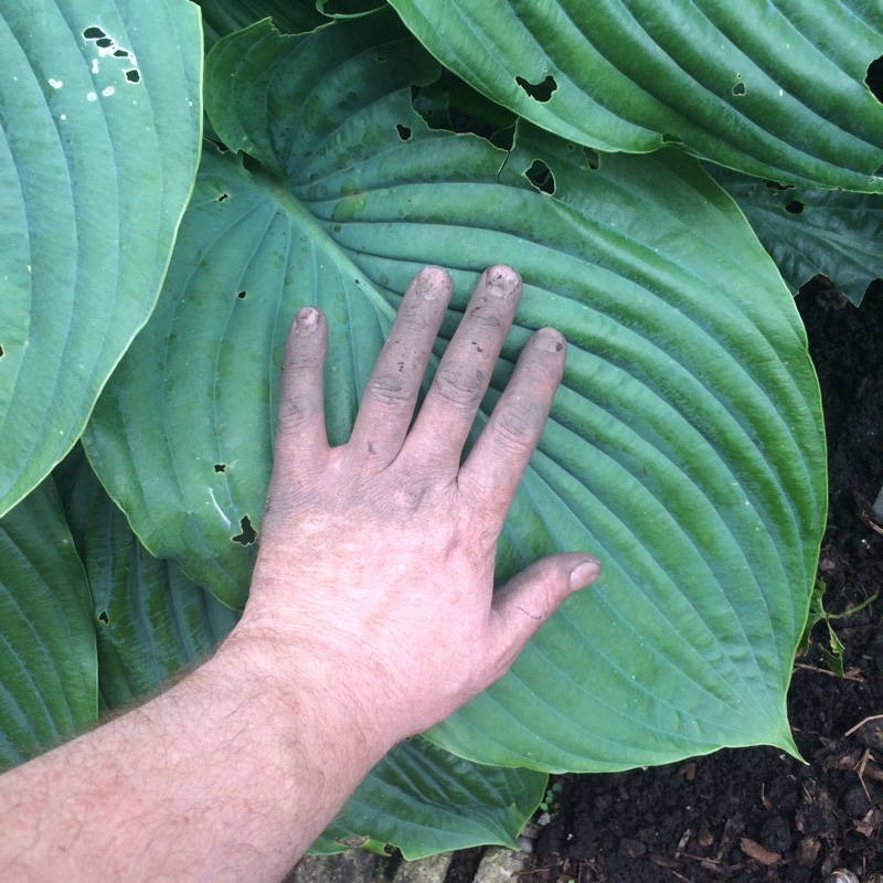 Plantain Lily 'Empress Wu'