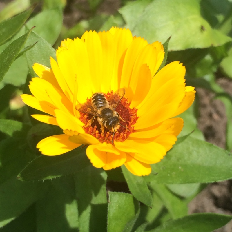 Pot Marigold