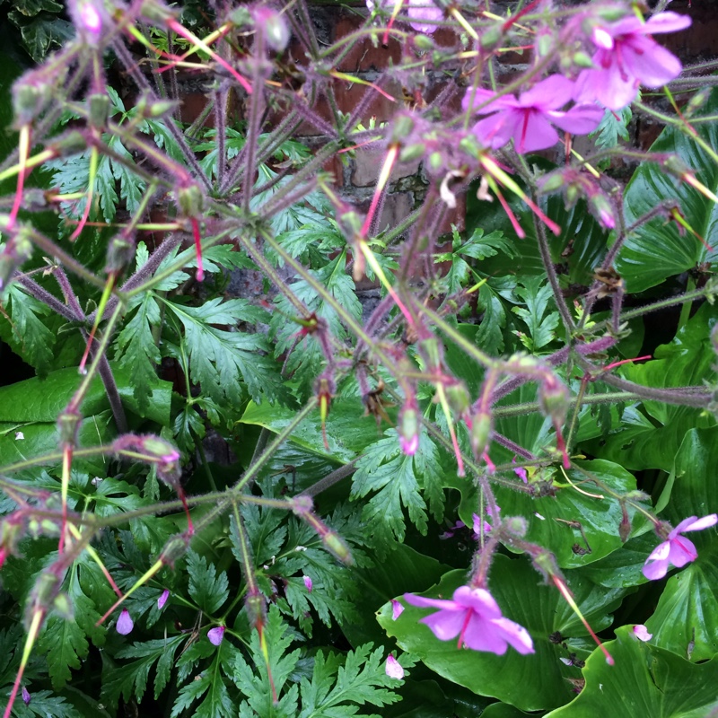 Geranium 'palmatum'