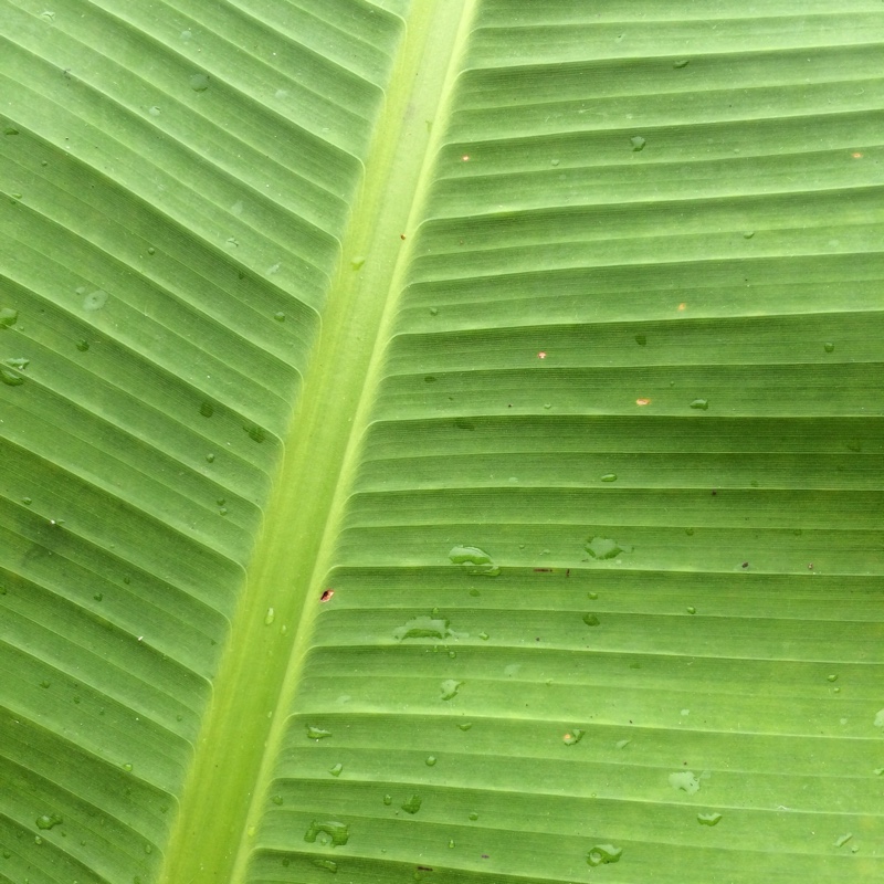 Japanese Banana