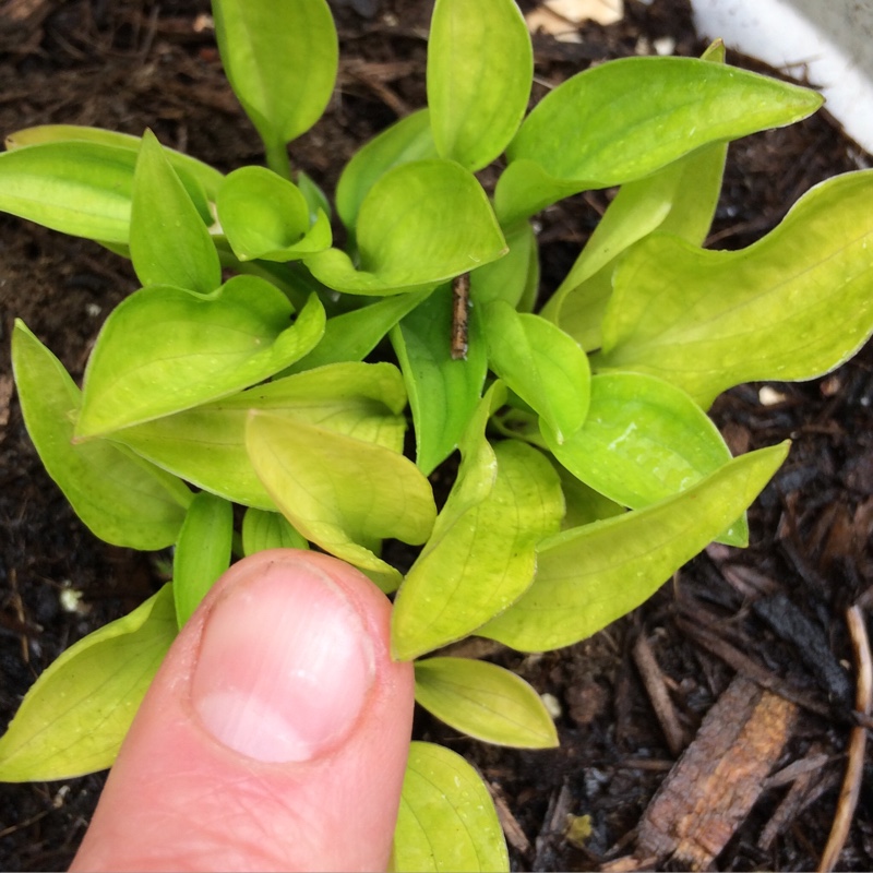 Plantain Lily 'Plug Nickel'