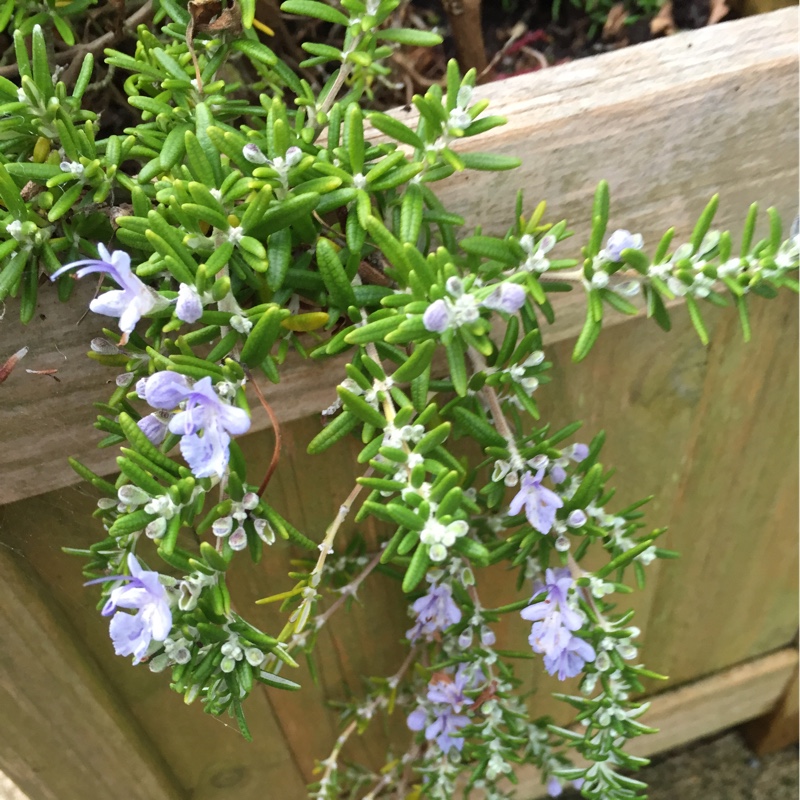 Salvia rosmarinus (Prostratus Group) syn. Rosmarinus officinalis (Prostratus Group)