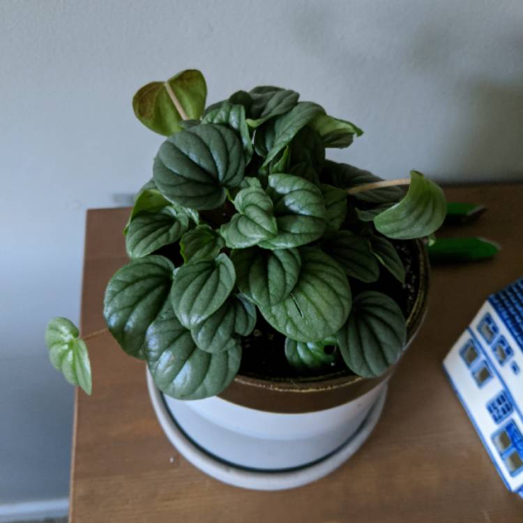 Plant image Peperomia 'Moonlight'